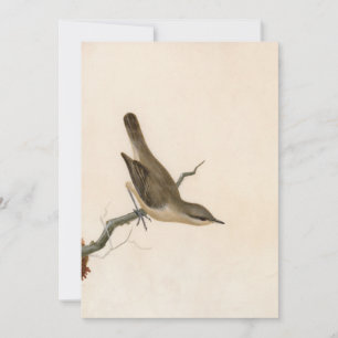 Warbler Reed Wren   William Lewin