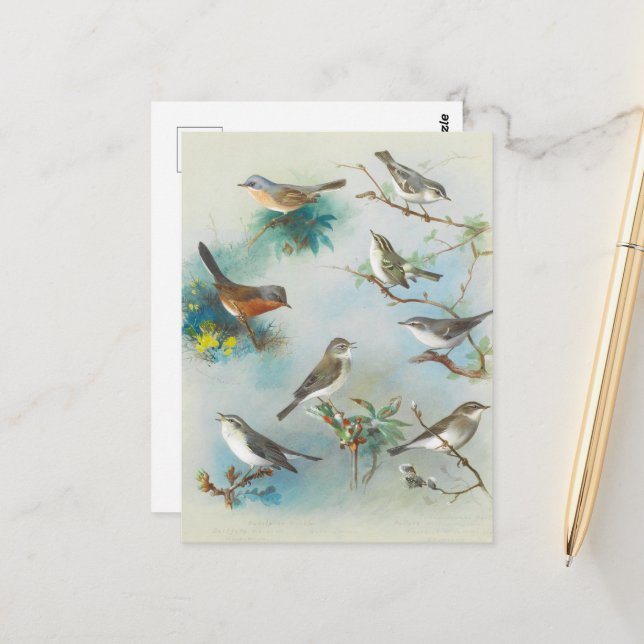 Warbler und Wrens Postkarte (Vorderseite/Rückseite Beispiel)