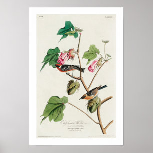 Warbler von Audubon Poster