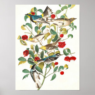 Warbler von John James Audubon Poster