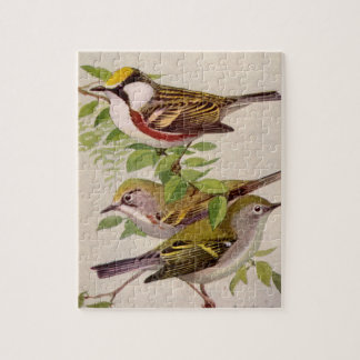 Warbler von Louis Agassiz Fuärtes