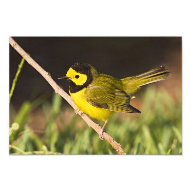 Warbler Wilsonia citrina) Fotodruck (Vorne)