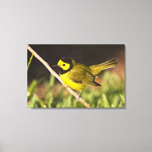 Warbler Wilsonia citrina) Leinwanddruck