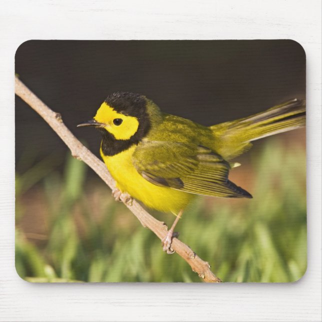 Warbler Wilsonia citrina) Mousepad (Vorne)