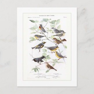 Warblers Postkarte