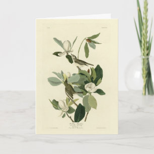 Warbling Flycatcher Vireo Audubon Birds of America Karte