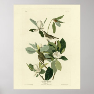 Warbling Flycatcher Vireo Audubon Birds of America Poster