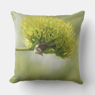Warbling Vireo, der von einem vergebenen Blossom a Kissen