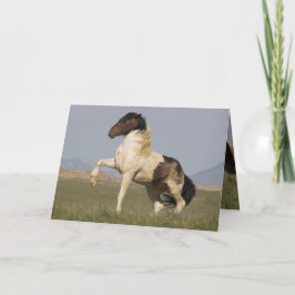 Warbonnet die Herausforderung Wild Horse Grußkarte Karte