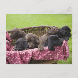 Warenkorb für Hundewelpen Postkarte