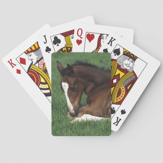 Warmblood Foal Laying Down Spielkarten (Rückseite)