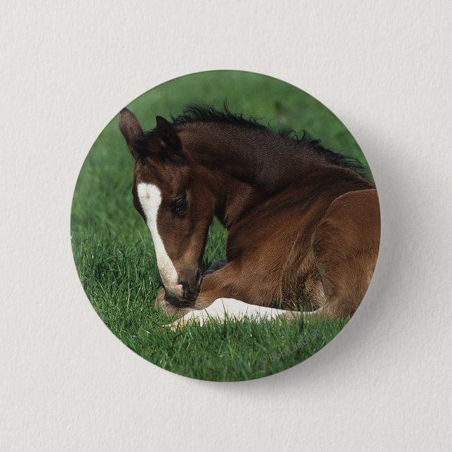 Warmblood Fohlen-Niederlegung Button (Vorderseite)