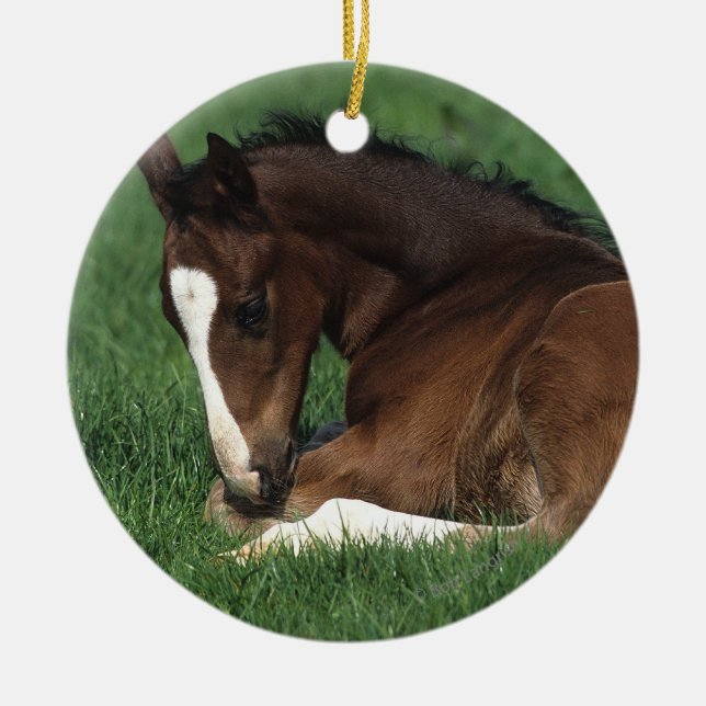 Warmblood Fohlen-Niederlegung Keramikornament (Vorne)