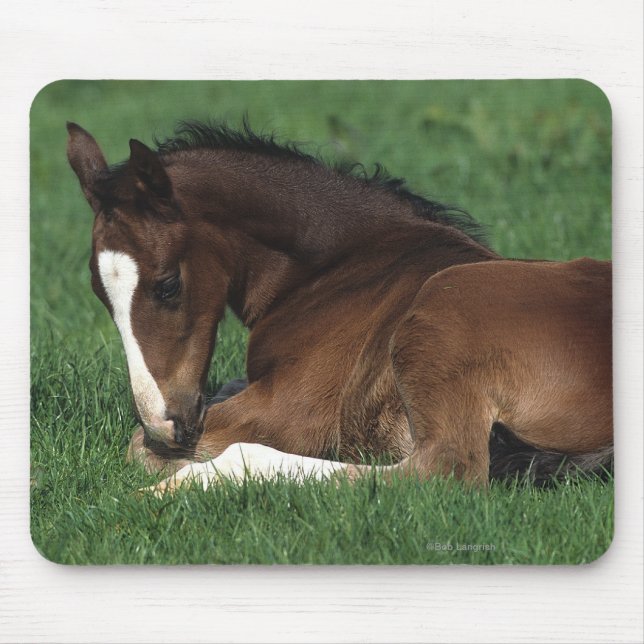 Warmblood Fohlen-Niederlegung Mousepad (Vorne)