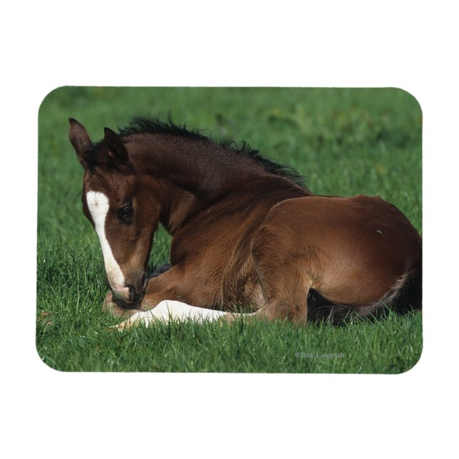 Warmblut Magnet (Horizontal)