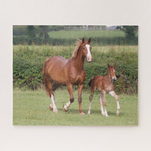 Warmblut Mare and Foal Walking Together (Horizontal)