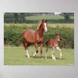 Warmblut Mare and Foal Walking Together Poster