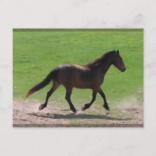 Warmblut Postkarten