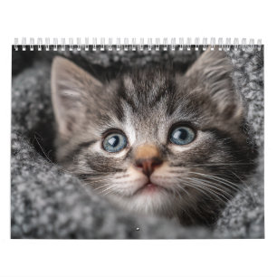 Warme Ästhetik Tiere   Cozy Katzenfotografie-Wand Kalender