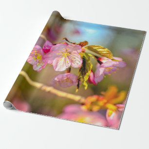 Warme Farben der Sakura-Blume im Frühjahr Geschenkpapier