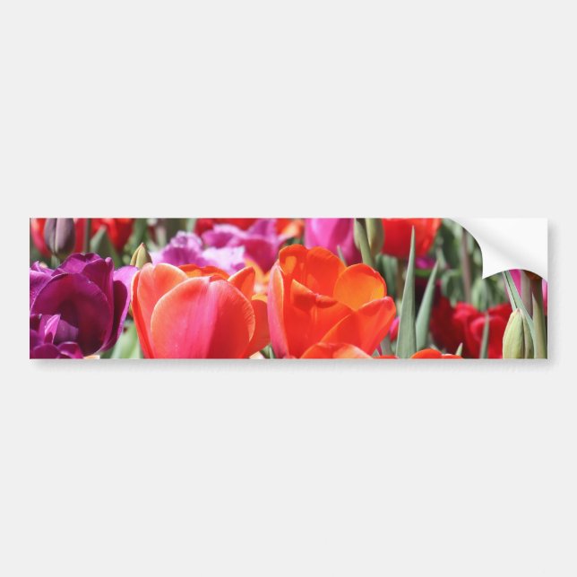 Warme Tulips Autoaufkleber (Vorne)