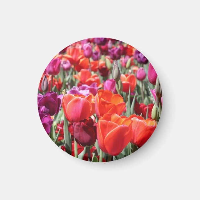 Warme Tulips Magnet (Vorne)