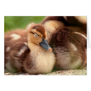 Warme, verschwommene Entenlinge