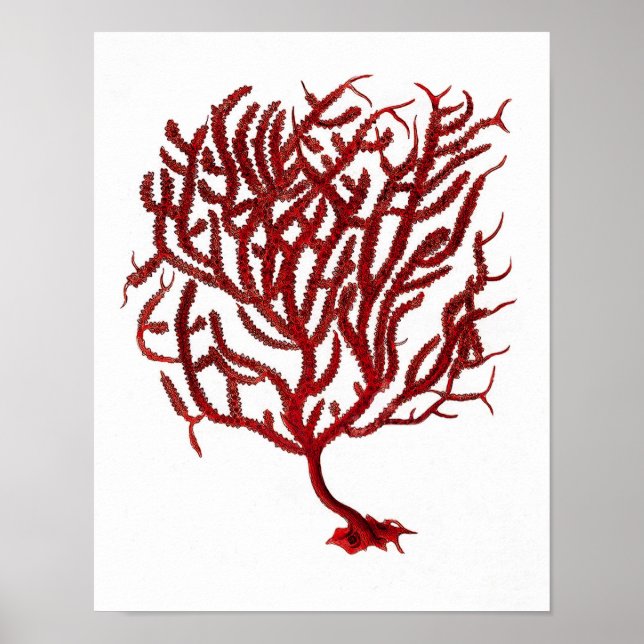 Warmes Rotes Meer Korallenriff Nr.11 Beach Wall Ar Poster (Vorne)