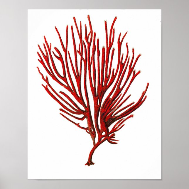 Warmes Rotes Meer Korallenriff Nr.12 Beach Wall Ar Poster (Vorne)