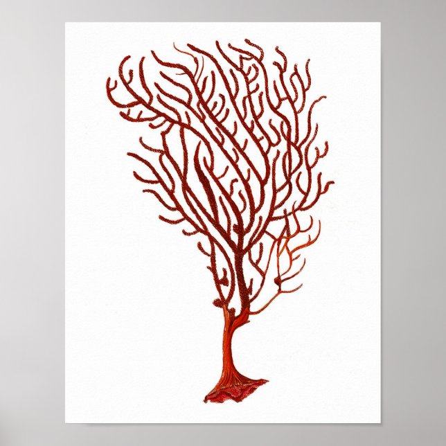 Warmes Rotes Meer Korallenriff nr.5 Strandwall Art Poster (Vorne)