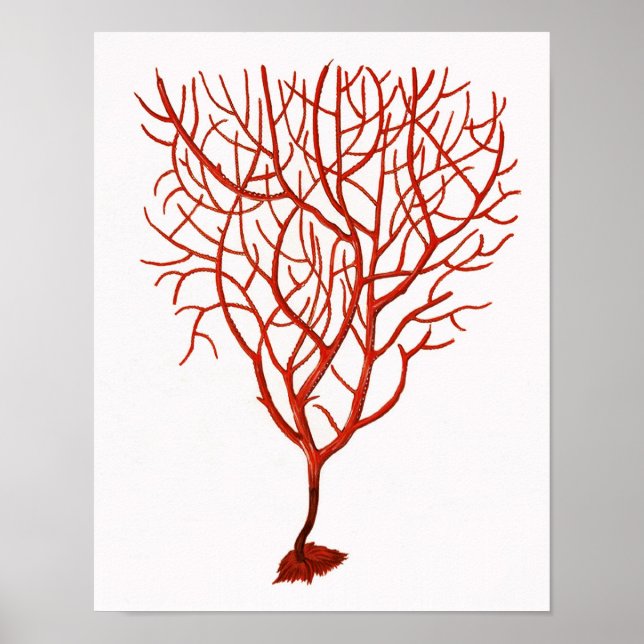 Warmes Rotes Meer Korallenriff nr.6 Strandwall Art Poster (Vorne)
