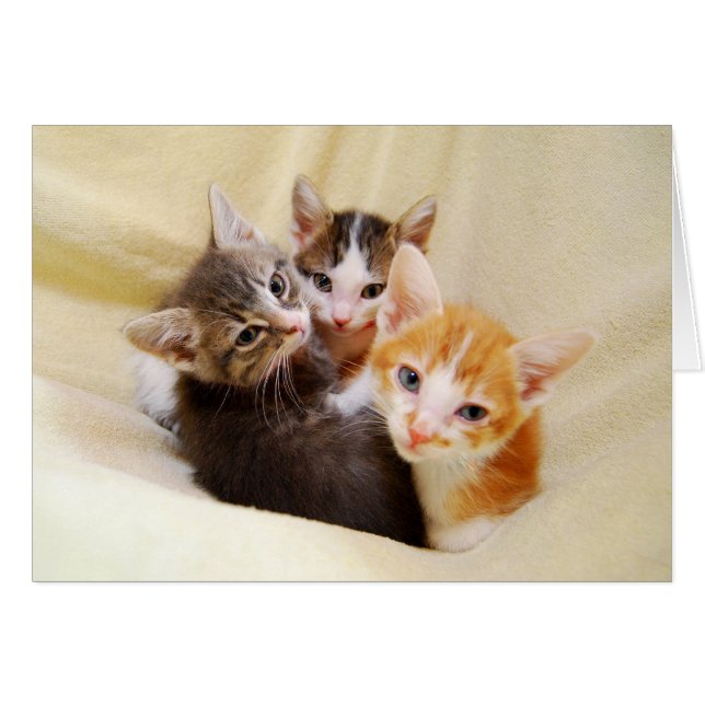 Warmes und Flauschiges Kätzchen-Trio (Vorderseite (Horizontal))