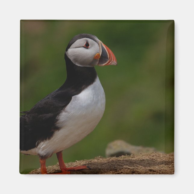 Warnpuffin Magnet (Vorne)