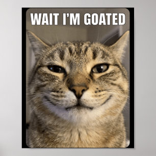 Warte Ziege Katze Lustig Alberne Starrende Katze L Poster