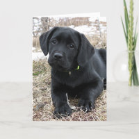 Wartefeder - Labrador Puppy - Schwarzes Labor