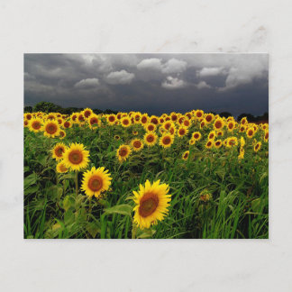 Warten, Sonnenblumenfeld, Sturmwolken Postkarte