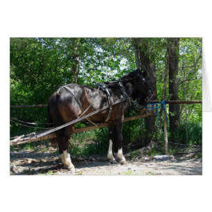 Wartend Pferd