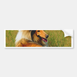 wartete Sie rauer Collie Autoaufkleber