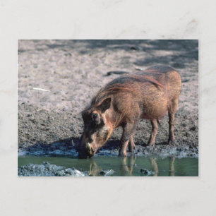 Warthog Postkarte
