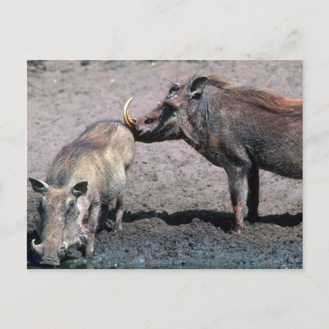 Warthogs - Boar (rechts) und Sauen (verlassen) Postkarte (Vorderseite)
