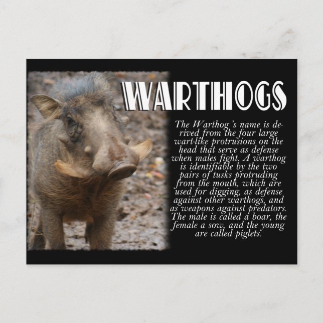 WARTHOGS mit Beschreibung Postkarte (Vorderseite)