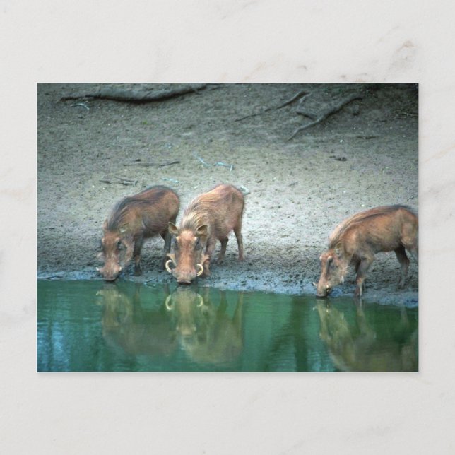 Warthogs Postkarte (Vorderseite)