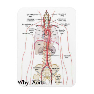 WARUM... Aorta..! Aortenanatomie Magnet