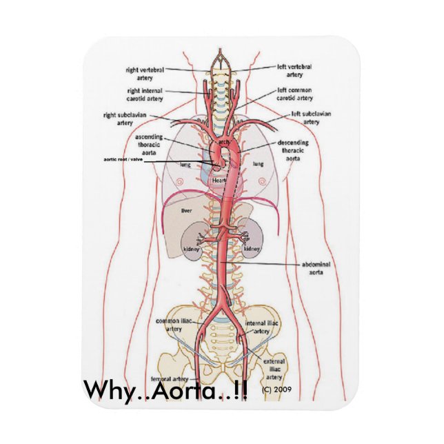 WARUM... Aorta..! Aortenanatomie Magnet (Vertikal)