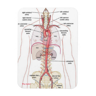 WARUM AORTA! Magnete