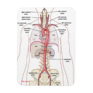 WARUM AORTA!! Magneten Magnet