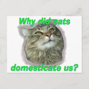 Warum haben uns Katzen domestiziert? Postkarte