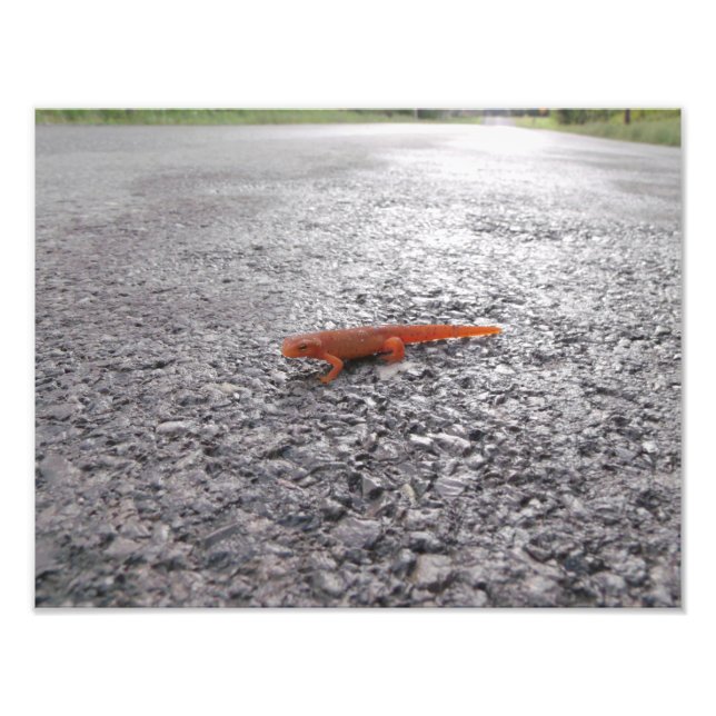 Warum hat der Salamander die Straße überquert? Fotodruck (Vorne)