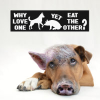 Warum Liebe eine noch essen die andere, Vegan?
