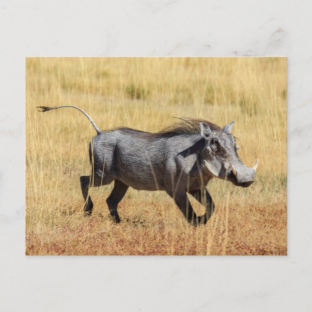 Warzenschwein in der Savanne Postkarte (Vorderseite)